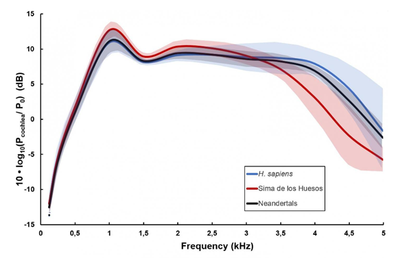 תדירויות השמיעה האופטימליות של אדם ניאנדרטלי (שחור), אנשי מערת העצמות (אדום) והאדם המודרני (כחול) | מקור: Mercedes Conde-Valverde, BINGHAMTON UNIVERSITY