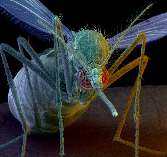 بعوضة من نوع Aedes aegepti تنقل فيروس زيكا، الحمى الصفراء، ومسببات أمراض أخرى | Science Photo Library