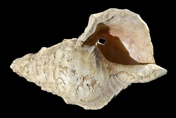 ​כיתוב לתמונה: קונכיית מרסולה | צילום: Carole Fritz et al. 2021