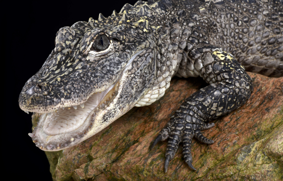 אליגטור סיני | צילום: reptiles4all / Shutterstock