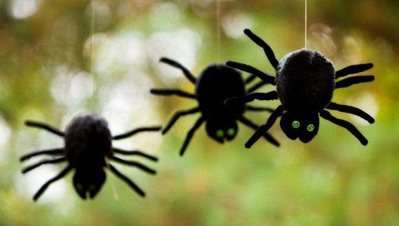 שלוש בובות עכביש | צילום: Michelle D. Milliman / Shutterstock