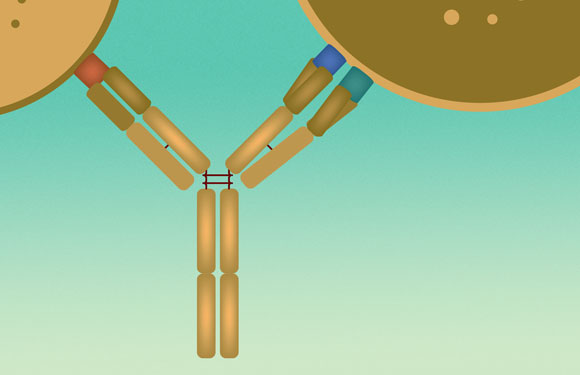 נקשר בזרוע אחת לחלבון של תא T, ובשתיים אחרות לחלבונים על התא הסרטני. הנוגדן התלת-כיווני | איור: מריה גורוחובסקי