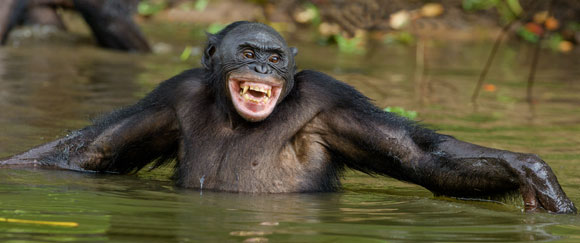 בונובו רוחץ בנהר | Shutterstock