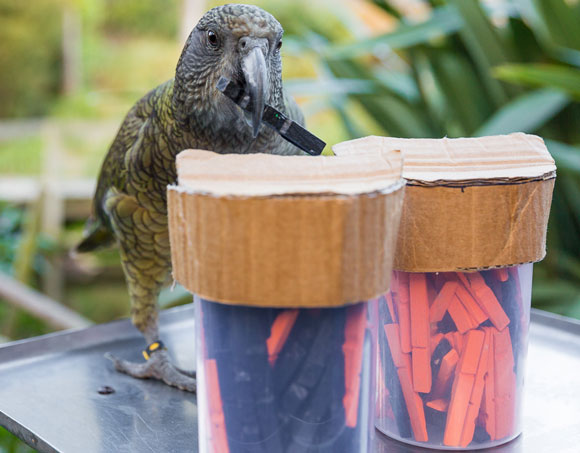 אחד התוכים עומד מול הצנצנות ובהם האסימונים השונים | קרדיט: Amalia Bastos