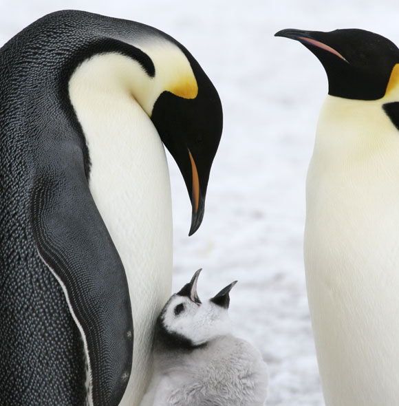 A family of emperor penguins. Photograph: Shutterstock