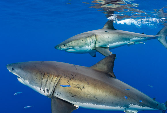 ×צע×ר×× ××שרצ×× ××××¨× ××ר ×××¦× ×××¨× ×××ש×× ×©× ×ª××× × ×××× ×××צ×× ×ר×× ×××. ×¢×××¥ ××× | צ××××: Science Photo Library