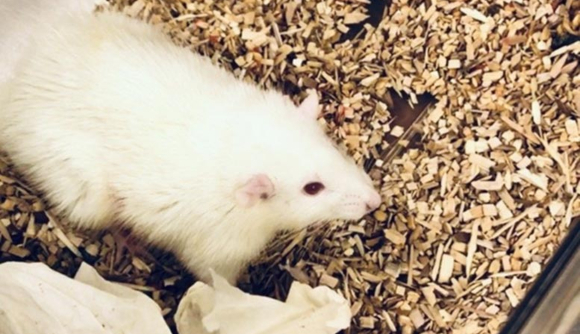 אחת החולדות שעברו את ההשתלה | צילום: Alejandro Soto-Gutierrez