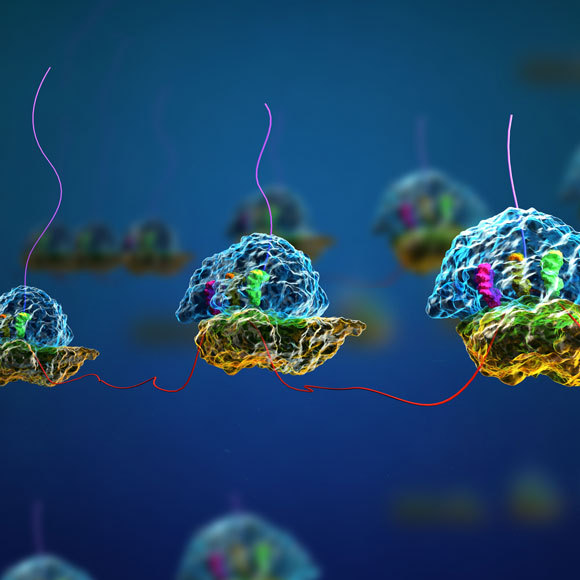 אילוסטרציה של ריבוזומים רבים יושבים על אותו מולקולת RNA-שליח, שנראית בתמונה כחוט אדום, ומייצרים חלבונים, הם החוטים הלבנים | Shutterstock. Meletios Verras