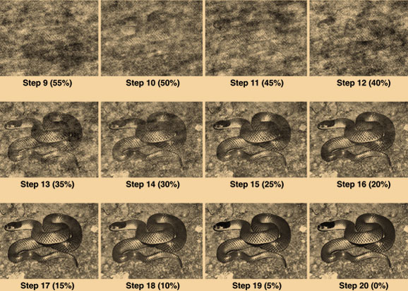 בולט מאוד עד מוסווה מאוד. כמה מתמונות הנחשים ששימשו במחקר על קוף המקוק היפני | מקור: PLoS One