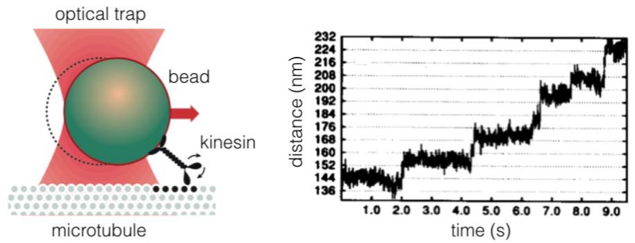 השימוש באור הממוקד מאפשר להזיז עצמים שונים, ואפילו חומרים ביולוגיים, כמו תאים | מקור: אתר פרס נובל