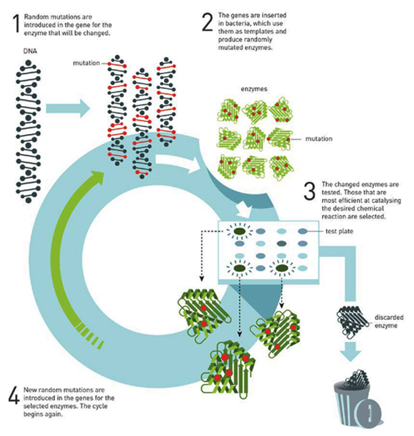 רתמה את העקרונות של האבולוציה לפיתוח חלבונים מלאכותיים לפי הזמנה. עקרונות השיטה של ארנולד | תרשים: אתר פרס נובל