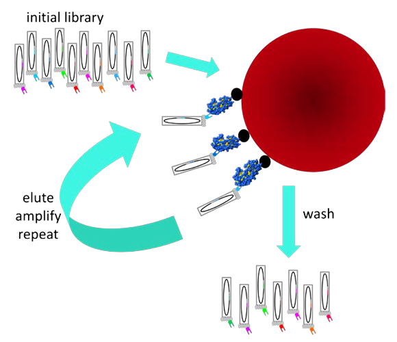שימוש בתצןוגת פאג'ים לבחירת החלבונים שאנו מעוניינים בהם | תרשים: אתר פרס נובל