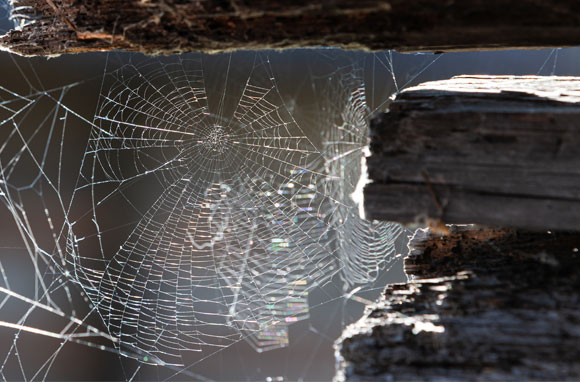 רשת נטושה | צילום: Shutterstock