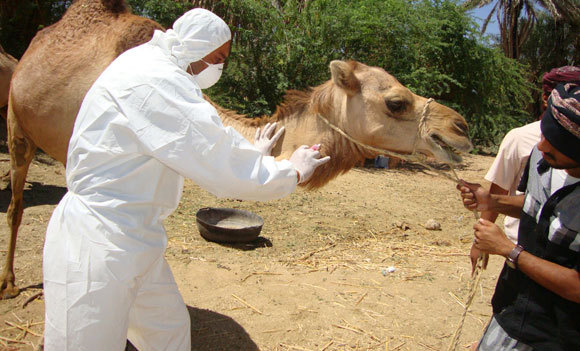 גמלים עשויים היו להיות המקור ל-MERS. מדען לוקח דגימת דם מגמל | CDC, SPL