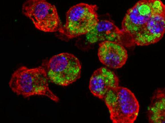 ×× ××¡× ×©× × × ×-×××¡×× ××ª××× ×©× ××¢×¨××ª ××××¡×× ×××××× ×××¤×¢×× ×©× ××¢×¨××ª ××××¡×× × ×× ×ª×× ××¡×¨×× | ×¦××××: ×¨×× ××ª ×¡×¦'×-×¤××× ×¨×