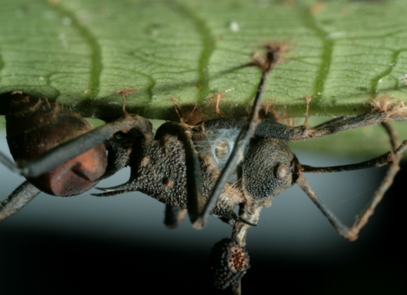 The fungal hyphae sprout from the ant’s head. Photography: Penn State University