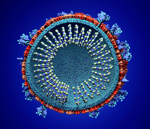 אחרי שלושה ימים עדיין יש מספיק נגיפים פעילים כדי להדביק. נגיף קורונה | איור: DESIGN CELLS/SCIENCE PHOTO LIBRARY