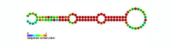 מבנה סכמטי כללי של מיקרו-RNA ממשפחת miR-218 | מקור: ויקיפדיה, נחלת הכלל