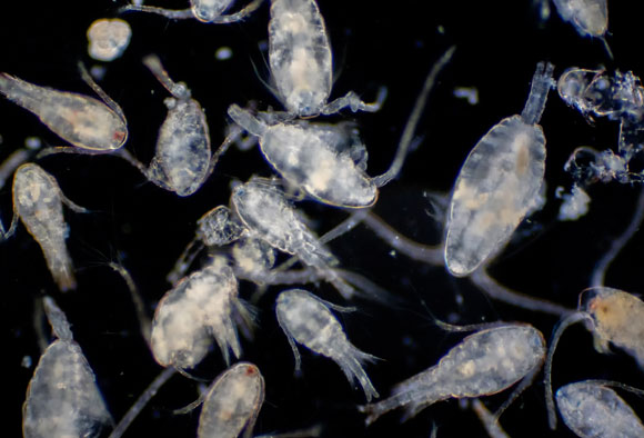 קופפודים | קרדיט: Shutterstock