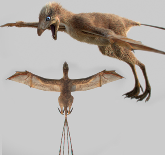 אילוסטרציה של אמבופטריקס עם כנפי העור | ציור: Chung-Tat Cheung