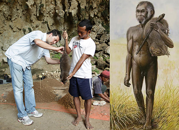 מתיו טוצ'רי ובנפיאס סגוט מודדים חולדה ענקית במערת ליאנג באו. מימין: שחזור של הוביט עם חולדה כזו | Peter Schouten, EMORY