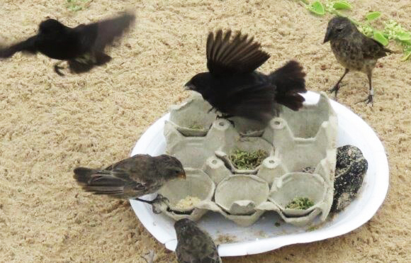 פרושים שהכירו את המזון של האדם נמנעו כמעט לחלוטין מבחירה בזרעים שהוגשו להם | צילום: אוניברסיטת מסצ'וסטס