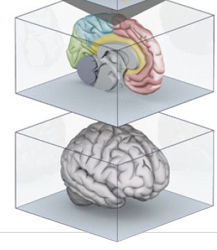 הדמייה בכמה חתכים של המוח האנושי. קרדיט: אמילי קופר | Scientific American