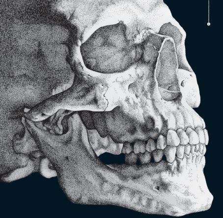 איור גולגולת דמוית אנוש.קרדיט: קאטי ויידמן | Scientific American