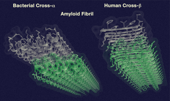 סיב מורכב מיריעות (מימין) לעומת הסיב הסלילי. למעלה: איור של הסיבים תוקפים תאים | מקור: דימדיה, הטכניון