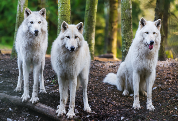 בטבע יחסי הדומיננטיות סבוכים הרבה יותר מאשר זכר אחד שולט או מנהיג, ומשתנים כל הזמן. זאבים | צילום: Shutterstock