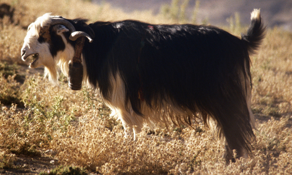 ברירה גנטית בידי אדם שהתחילה בתקופת האבן | תיש מבוית בשבט בחטיאר שבהרי זרגוס באיראן | צילום: Marjan Mashkour