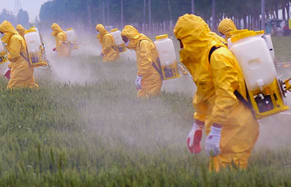 האם חומרי ההדברה פוגעים בדבורים? הממצאים אינם חד משמעיים. ריסוס בשדות | צילום: Shutterstock