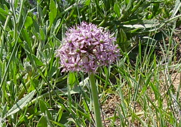 שום תל-אביב | ד"ר אבישי טייכר