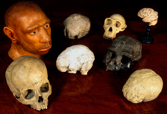 כמה גדול המוח שלך? השוואת מבנה הגולגולת וגודל המוח של כמה מיני אדם קדמון | מקור: Science Photo Library