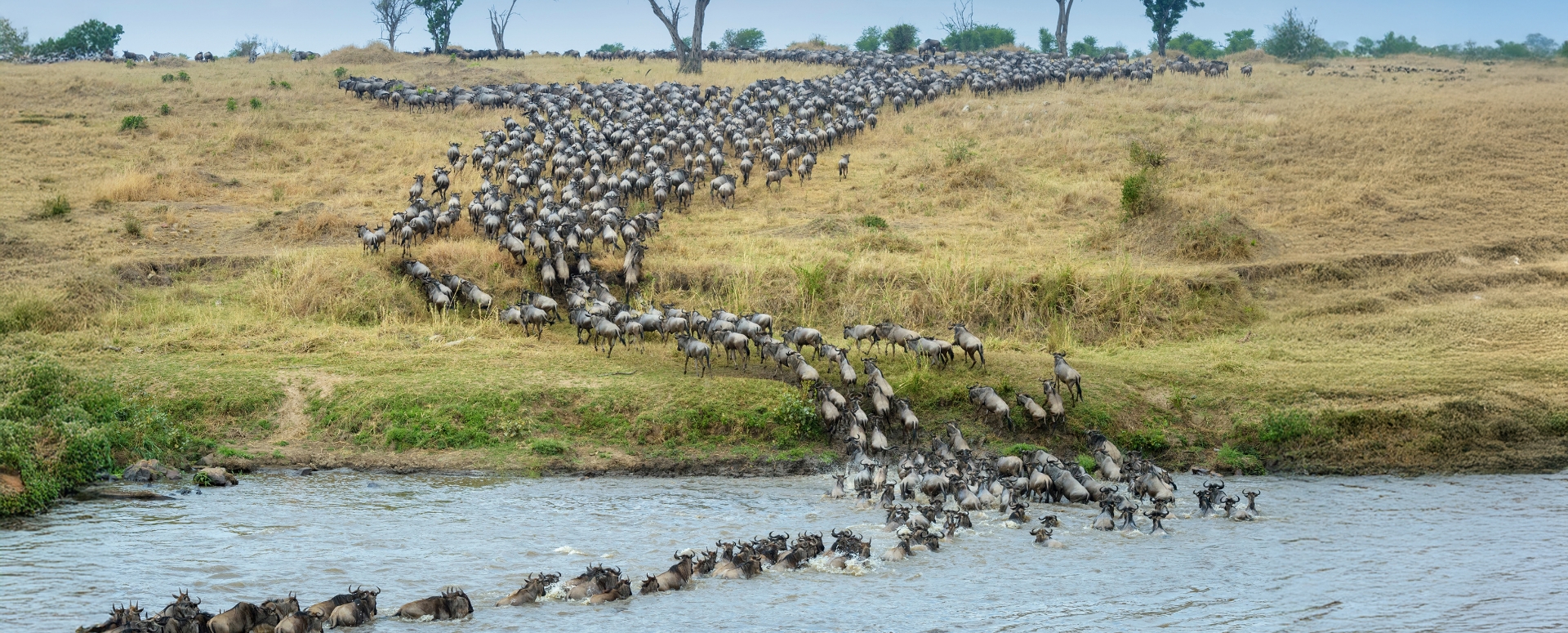 נעים מאוד – בני אדם וחיות אחרות