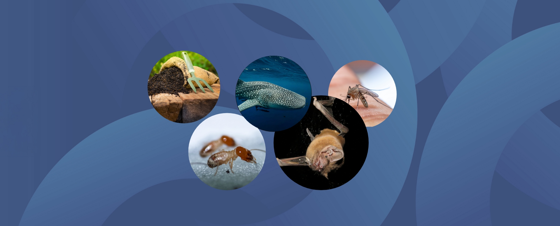 המחקרים החדשים ביותר: מהנשמדע 1/11/2025