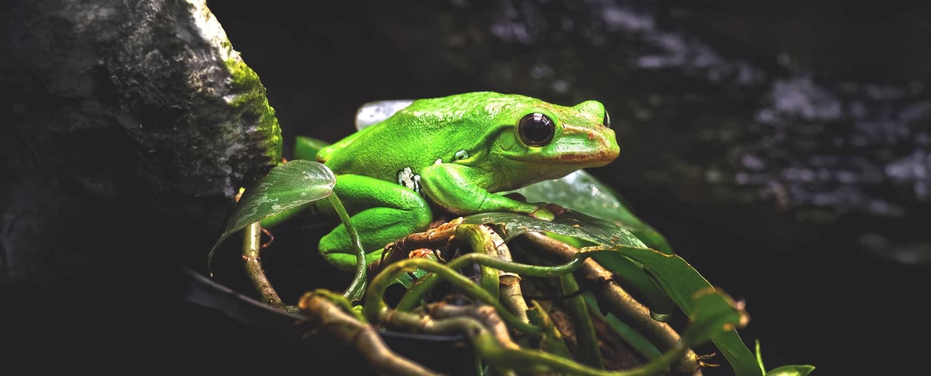 האקרובטיקה הייחודית של הצפרדע המעופפת