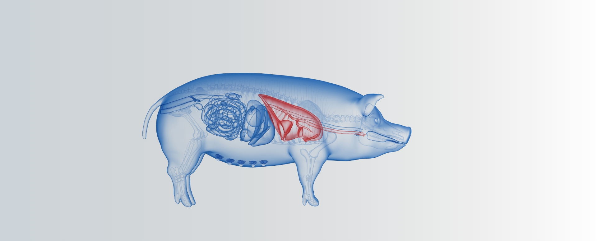 השתלת ריאה מחזיר באדם