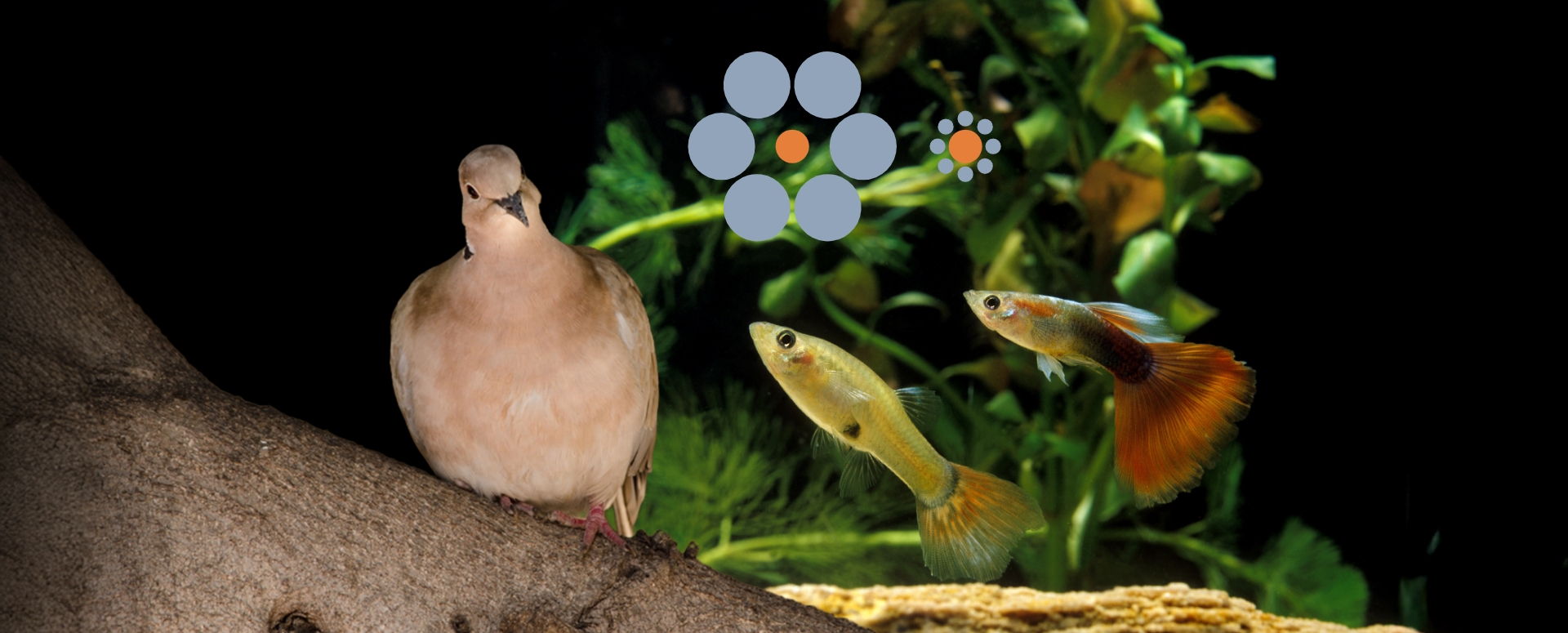 אשליות באוויר ובמים