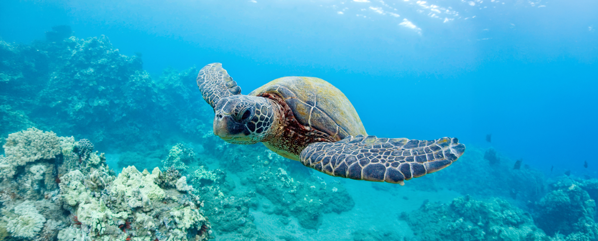 יצאו מסכנה: הצלחה בשימור צבי הים הירוקים