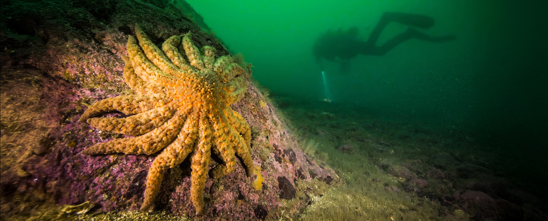 כוכבי הים הנמסים של האוקיינוס השקט